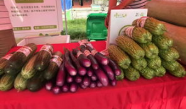 吃瓜爆料聚集怎么办,揭秘吃瓜爆料聚集背后的真相与影响